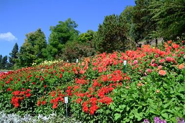 2020 09 03 Insel Mainau,_DSD_7074_b_488px